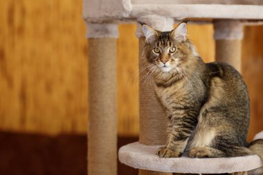 Portrait of a cute gray tabby Maine Coon kitten sitting on a play stand