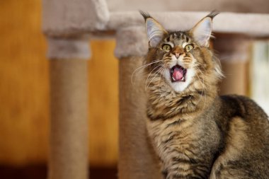 Portrait of a cute gray tabby Maine Coon kitten sitting on a play stand with its mouth wide open