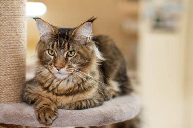 Portrait of a cute gray tabby Maine Coon kitten lying on a play stand