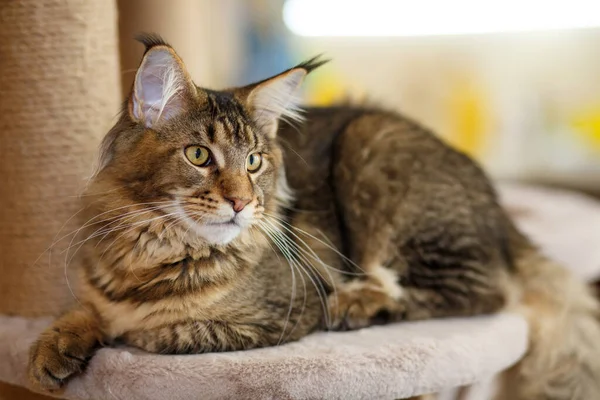 Portrait of a cute gray tabby Maine Coon kitten lying on a play stand