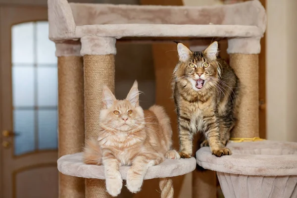 两只可爱的条纹缅因小猫咪的画像躺在看台上 红灰相间 免版税图库图片