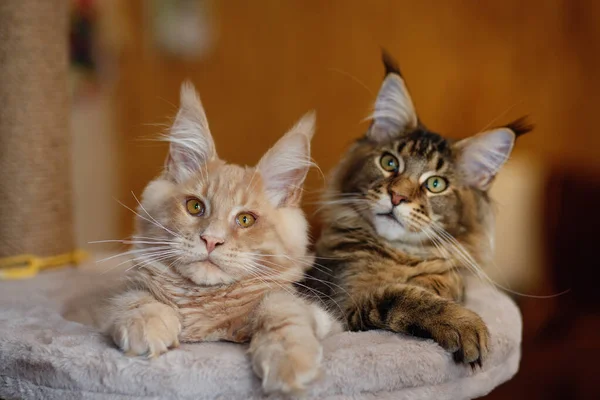 两只可爱的条纹缅因小猫咪的画像躺在看台上 红灰相间 图库照片