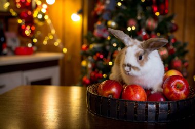 A white-brown rabbit sits on a table on a tray with red apples against the background of a Christmas tree with a luminous garland