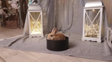 A small beige rabbit sits in a black round gift box against the background of decorative lanterns with luminous garlands inside