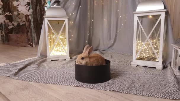 Small Beige Rabbit Sits Black Gift Box Background Decorative Lanterns — 비디오