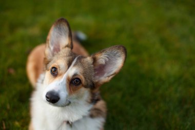 Portrait of a cute Welsh Corgi sitting on a green lawn