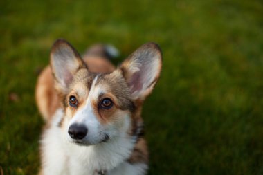 Portrait of a cute Welsh Corgi sitting on a green lawn
