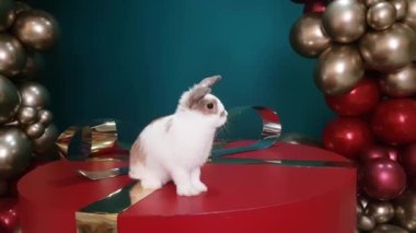 A white-brown rabbit sits on a huge red gift box with a golden bow against the background of red-gold inflatable balloons