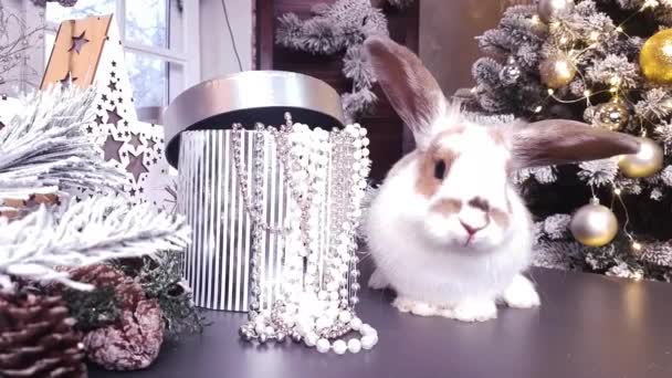 一只白棕色的兔子坐在桌子上 背靠着一个盒子 盒子里有珠子 圣诞树上装饰着金球和明亮的花环 — 图库视频影像