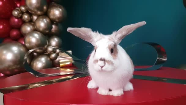 White Brown Rabbit Sits Huge Red Gift Box Golden Bow — Stok video