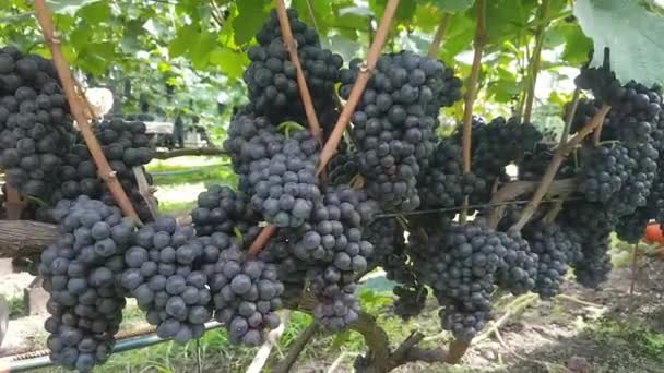 Trossen Zwarte Technische Druiven Een Wijnstok Zon — Stockvideo