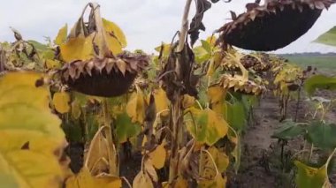 Field with ripening sunflowers. Slow moving between rows