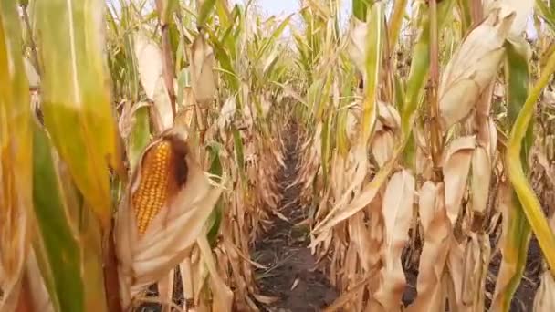 Поле Зрелой Кукурузой Медленное Движение Между Рядами — стоковое видео