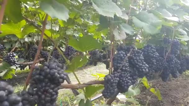Bunches Black Technical Grapes Vine Sun — Videoclip de stoc