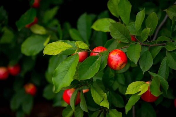 Konstgjorda Röda Äpplen Bundna Till Levande Magnolia Grenar Trädgården — Stockfoto
