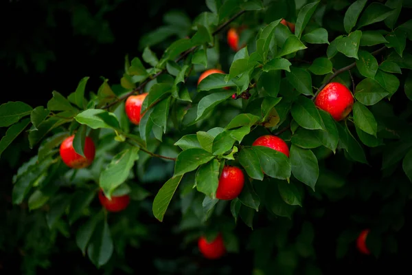 Искусственные Красные Яблоки Привязанные Живым Ветвям Магнолии Саду — стоковое фото