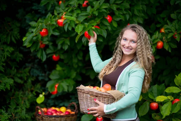 stock image A beautiful blonde woman is standing in the garden with a full basket of yellow-red apples