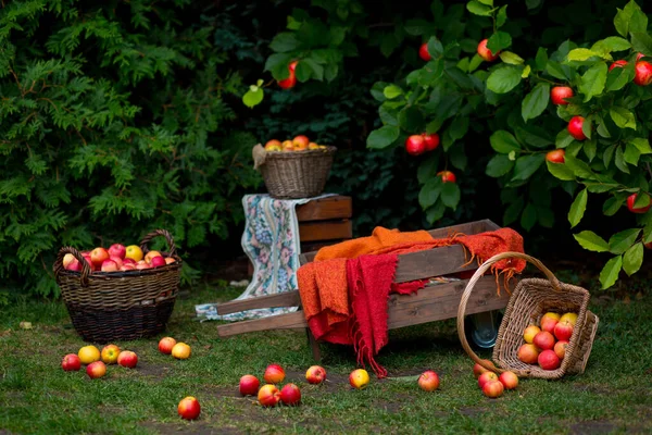 Full Baskets Ripe Apples Garden Background Wooden Wheelbarrow Orange Linen — Stock Photo, Image