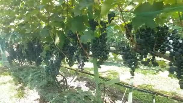Ein Weinberg Mit Reifen Schwarzen Trauben Geschützt Durch Ein Plastiknetz — Stockvideo
