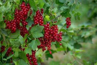 Bahçedeki çalıların üzerinde olgun kırmızı frenk üzümü kümeleri