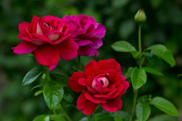 Tres Grandes Flores Una Rosa Rosada Roja Sobre Telón Fondo — Foto de Stock