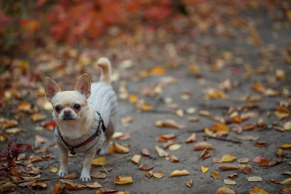 Uroczy Chihuahua Ubrany Dziany Szary Kombinezon Stoi Jesiennym Parku Środku — Zdjęcie stockowe