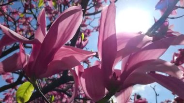 İnanılmaz güzel açan pembe manolyalar mavi gökyüzüne karşı