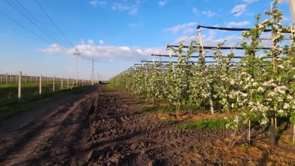 Çiçek Açan Endüstriyel Elma Bahçesi Mavi Gökyüzüne Karşı Bir Çardak — Stok video