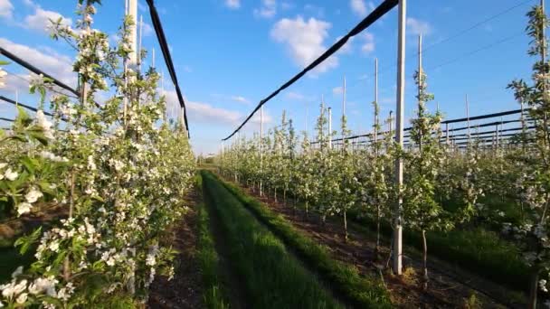Blommande Industriell Äppelträdgård Spaljé Mot Blå Himmel — Stockvideo