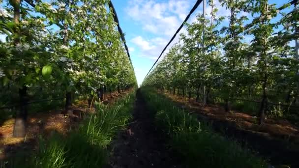 Blommande Industriell Äppelträdgård Spaljé Mot Blå Himmel — Stockvideo