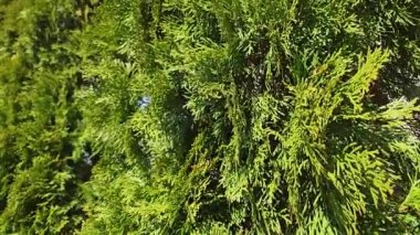 Eşkıyanın yeşil yaprakları Rüzgarda savruluyor