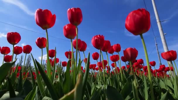 Червоні Квітучі Тюльпани Купалися Сонці Тлі Блакитного Неба Міського Пейзажу — стокове відео