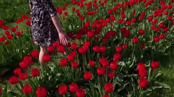 Girl Bare Feet Walks Flower Bed Red Tulips Gently Stroking — Stock Video