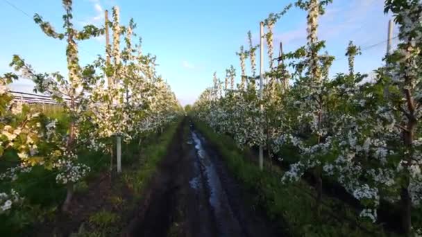 トレリスの上にクローン桜工業園を開花 — ストック動画