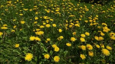 Çiçekli sarı karahindiba ve arılar nektar topluyor.