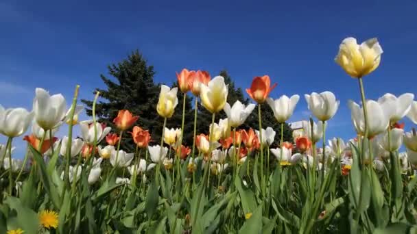 Різнокольорові Тюльпани Тлі Ялинки Міського Блакитного Неба — стокове відео