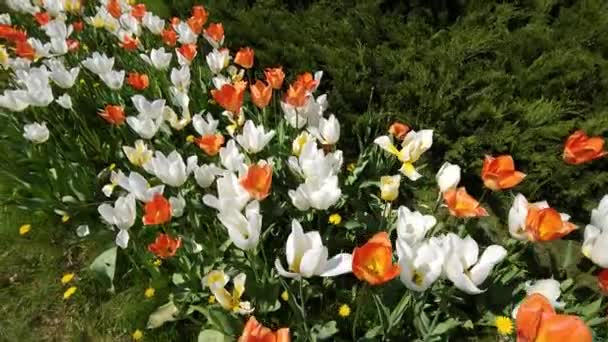 Multicolored Blooming Tulips City Flowerbed Close — Stock Video
