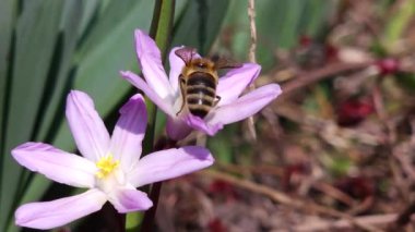 Bir arı nektar toplar ve çiçek açan leylak çiçeği Scilla Luciliae 'yi yakın plan tozlaştırır.