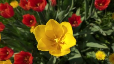 Şehirdeki sarı-kırmızı çiçek açan laleler karahindiba ve yeşil otların arka planına yakın plan çekimleri yapıyorlar.