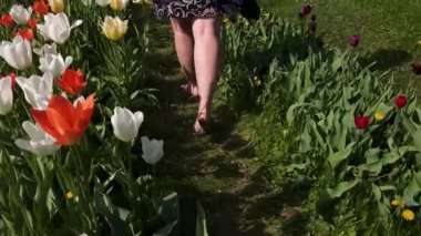 Çıplak ayaklı bir kız çiçek tarlaları boyunca yürür çok renkli lalelerle
