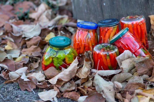 Six jars of red and green chili peppers in apple cider vinegar lie in fallen leaves near an oak stump in the garden