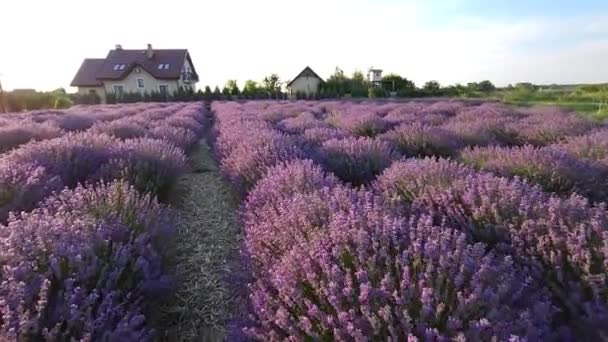 Ein Blühendes Lavendelfeld Vor Dem Hintergrund Des Anwesens — Stockvideo