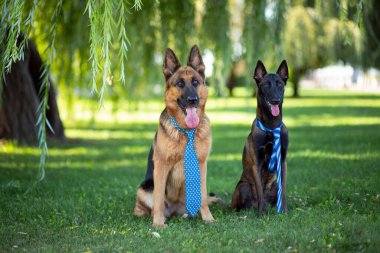 Alman ve Belçikalı çoban köpekleri parktaki yeşil çimlerde otururlar.