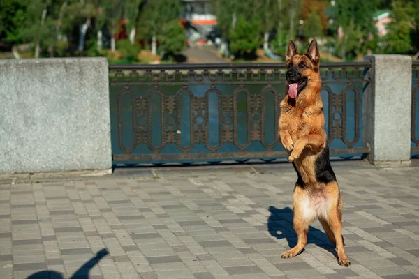 A German Shepherd stands on its hind legs on a granite embankment, following its owner\'s command
