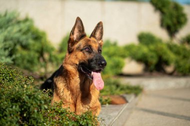 Alman çoban köpekleri, güneşin ışınlarında yeşil çalıların arkasında granit bir kaldırımda uzanıyorlar.