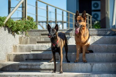 Alman ve Belçikalı (Malinois) Çobanlar granit basamaklarda dururlar