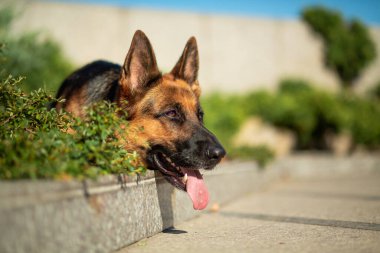Alman çoban köpekleri, güneşin ışınlarında yeşil çalıların arkasında granit bir kaldırımda uzanıyorlar.