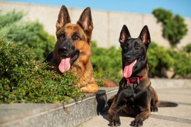 Alman ve Belçikalı (Malinois) çoban köpekleri güneşin ışınlarında yeşil çalıların arkasında granit bir kaldırımda uzanır.