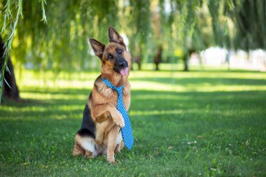 Kravatlı Alman çoban köpeği parktaki yeşil çimlerde oturuyor.