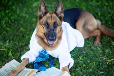 Beyaz gömlekli ve gözlüklü bir Alman çoban köpeği parktaki yeşil çimlerde uzanıyor ve kitap okuyor.